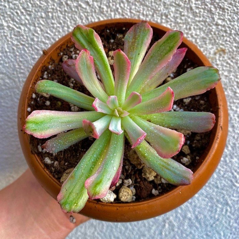 花车锦 Echeveria 'Hoveyi' 