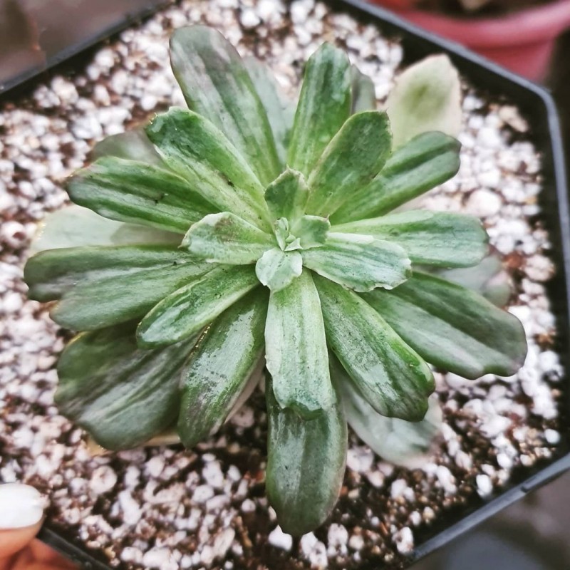 花车锦 Echeveria 'Hoveyi' 