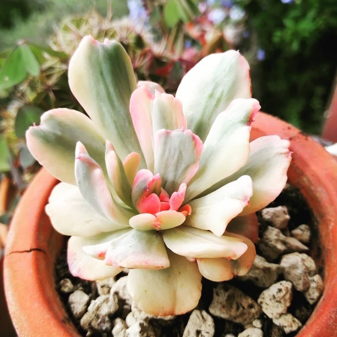 花车锦 Echeveria 'Hoveyi' 
