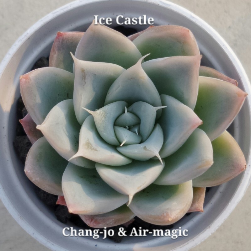 Echeveria 'Ice Castle'