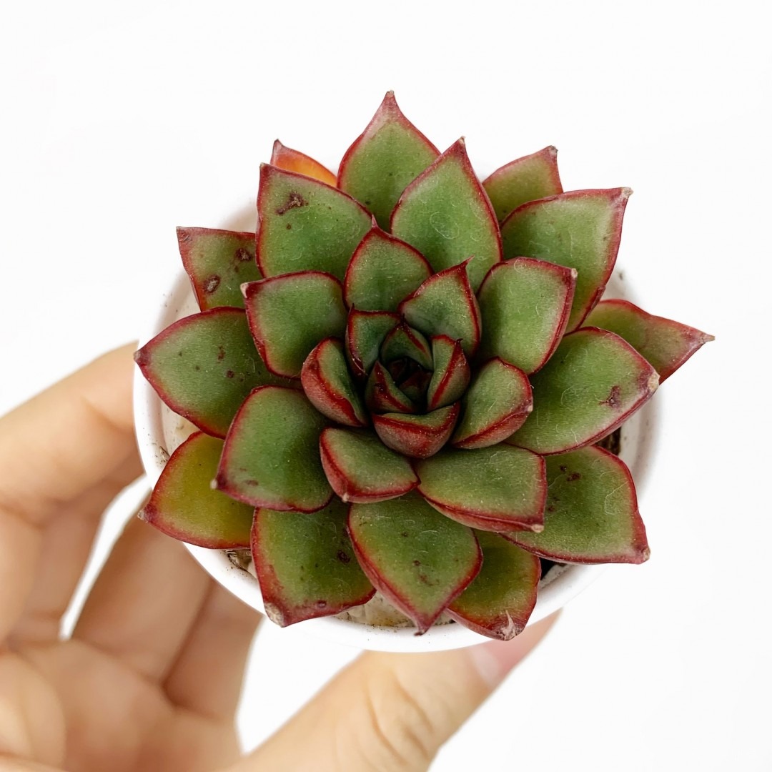 火吻 Echeveria 'Kiss of Fire'