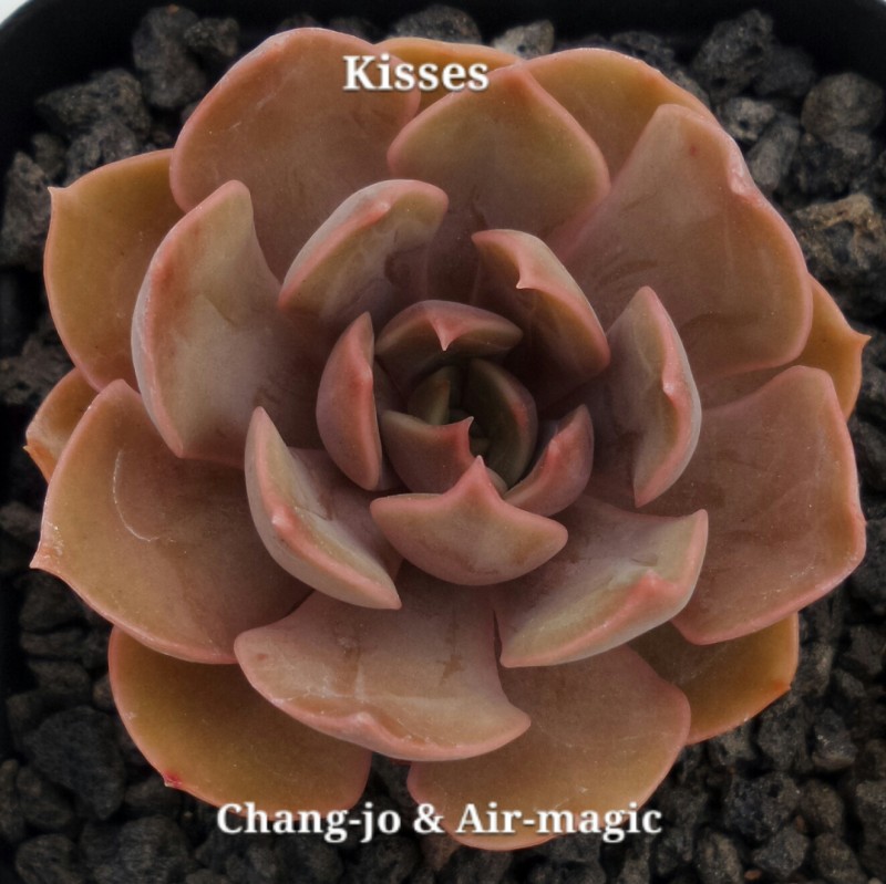  Echeveria 'Kisses'  吻、亲吻（）