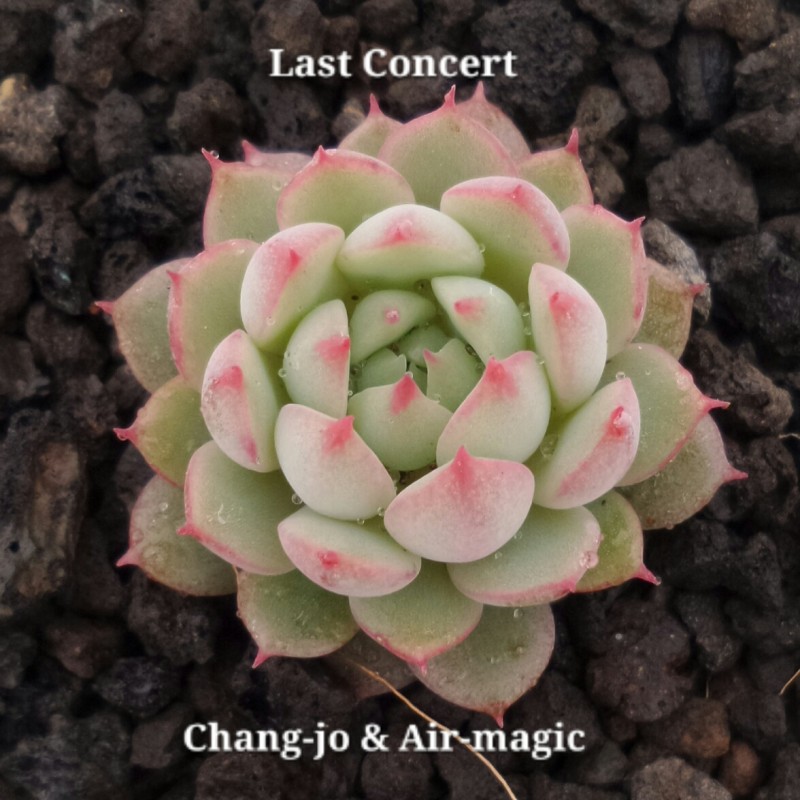 Echeveria 'Last Concert'