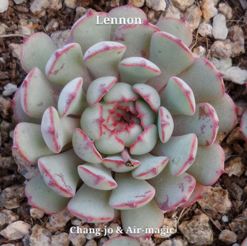 Echeveria 'Lennon'