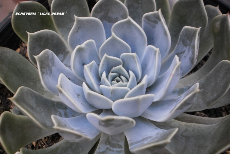 丁香梦 Echeveria 'Lilac Dream'