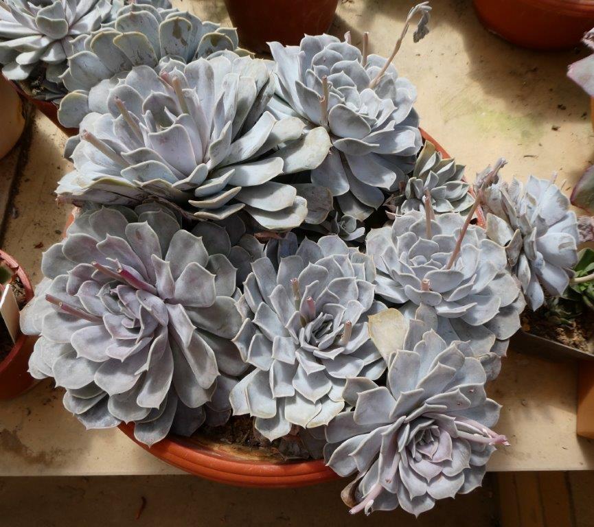 丁香梦 Echeveria 'Lilac Dream'