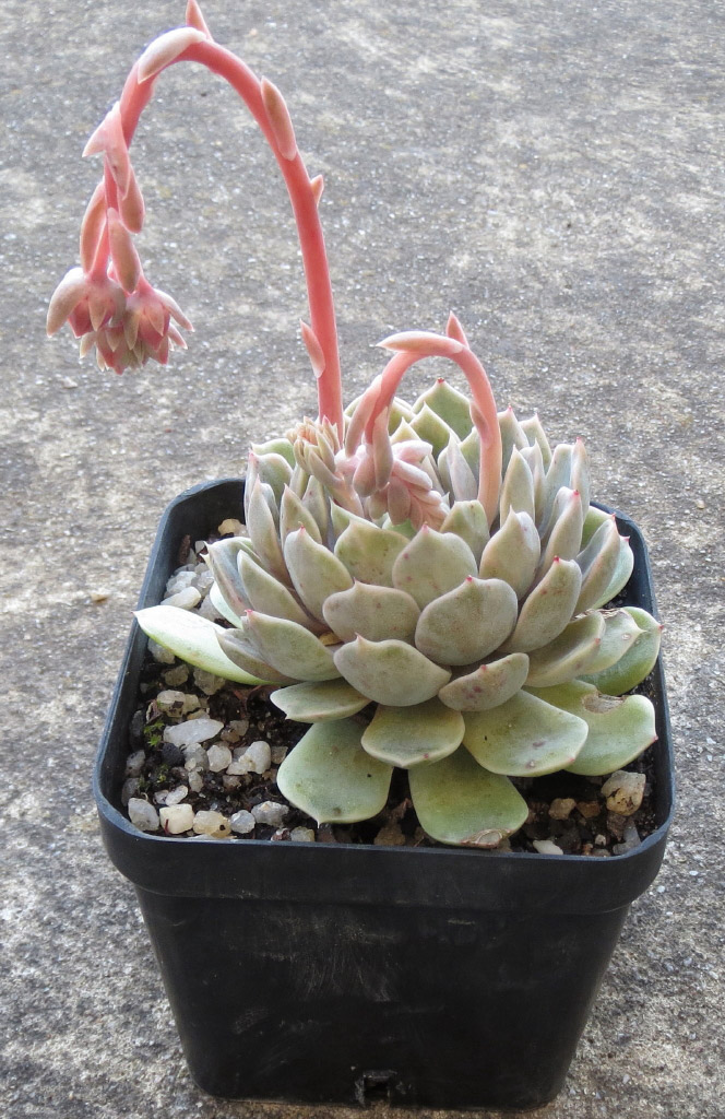 丁香梦 Echeveria 'Lilac Dream'