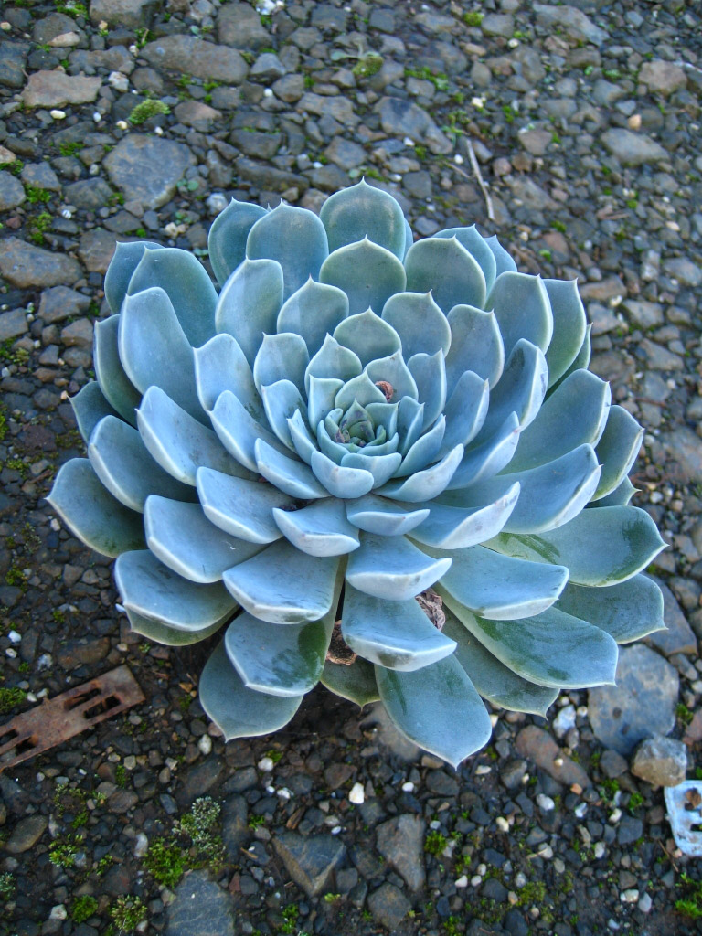 丁香梦 Echeveria 'Lilac Dream'