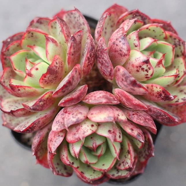 爱火 Echeveria 'Love Fire'