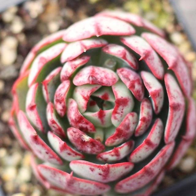 爱火 Echeveria 'Love Fire'