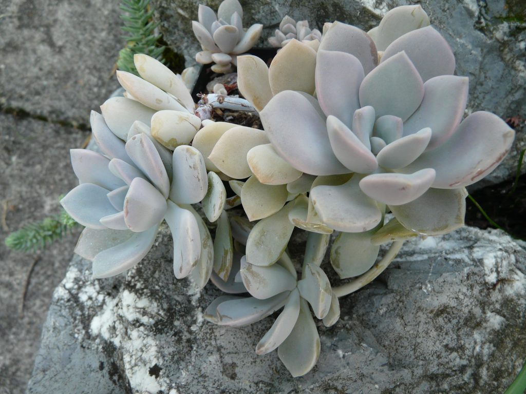 xGraptoveria 'Margaret Rose'