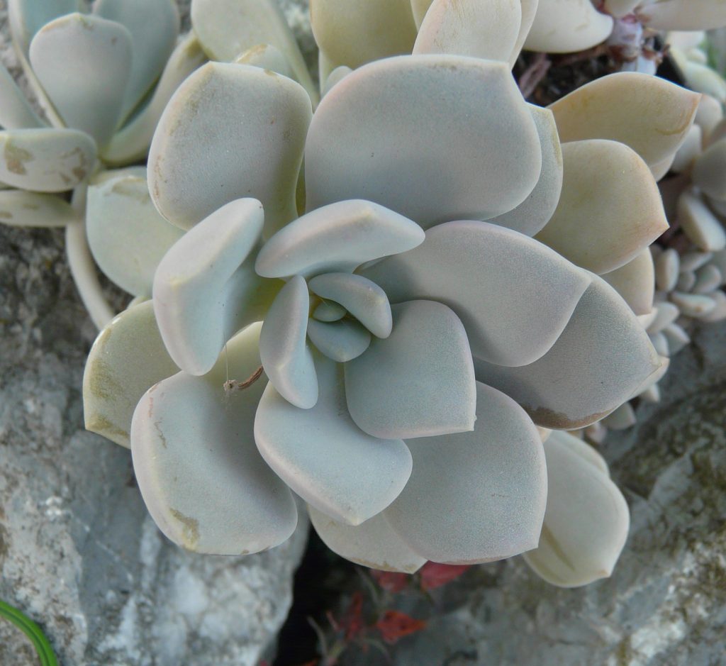 xGraptoveria 'Margaret Rose'