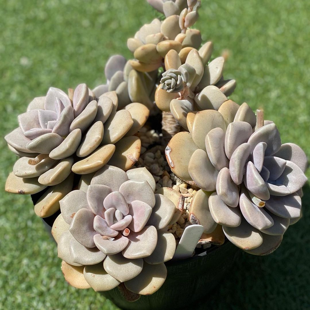 诺玛 xGraptoveria 'Margaret Rose'