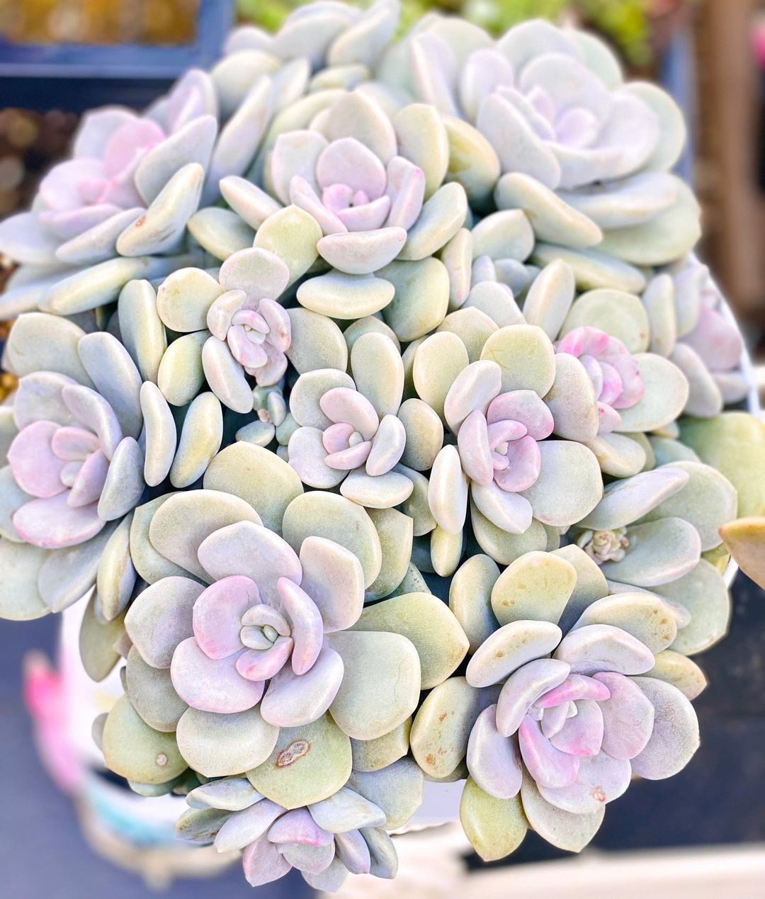 xGraptoveria 'Margaret Rose'