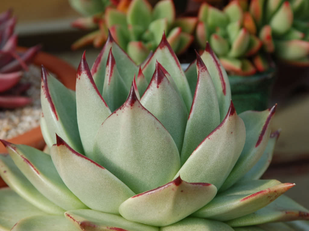 东云系 玛利亚 Echeveria agavoides 'Maria' 