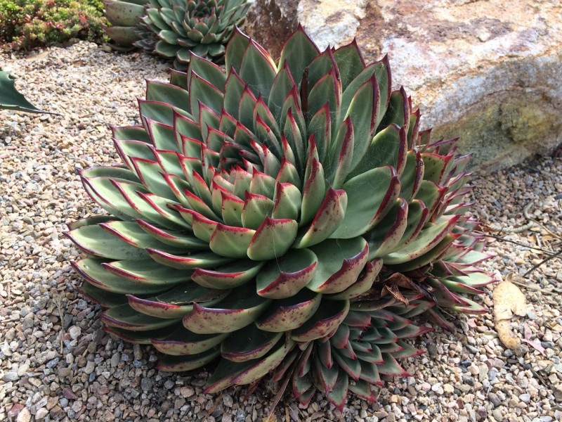 东云系 玛利亚 Echeveria agavoides 'Maria' 