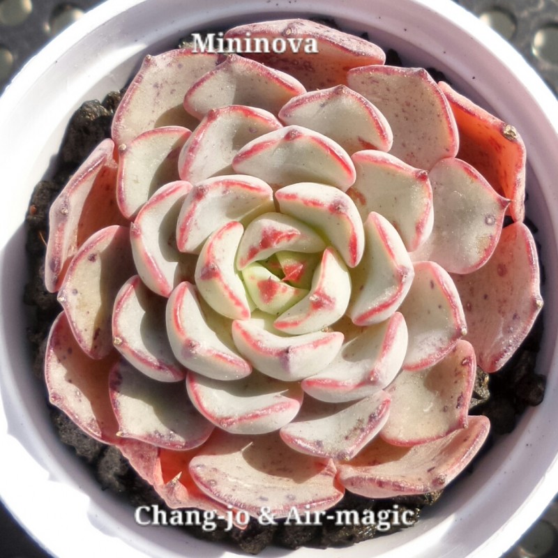 Echeveria 'Mininova'