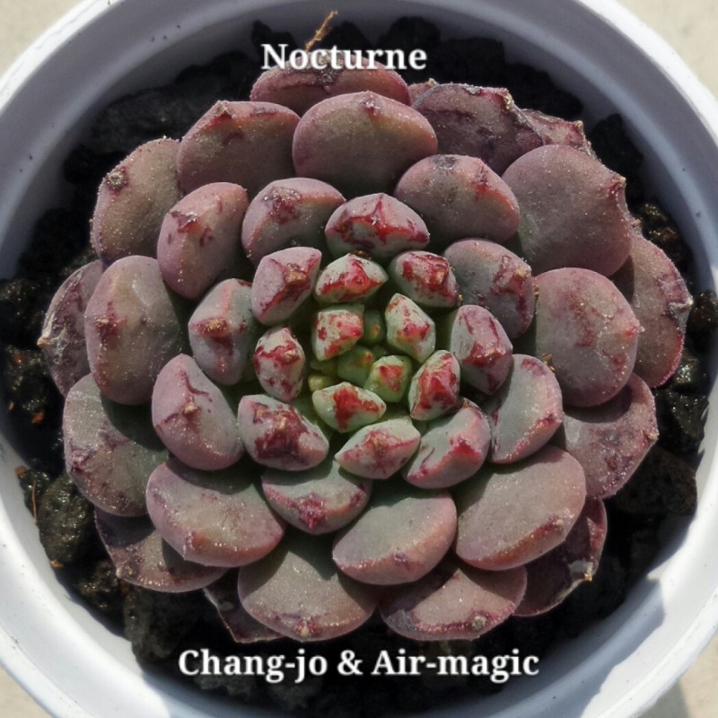 Echeveria 'Nocturne' 夜曲