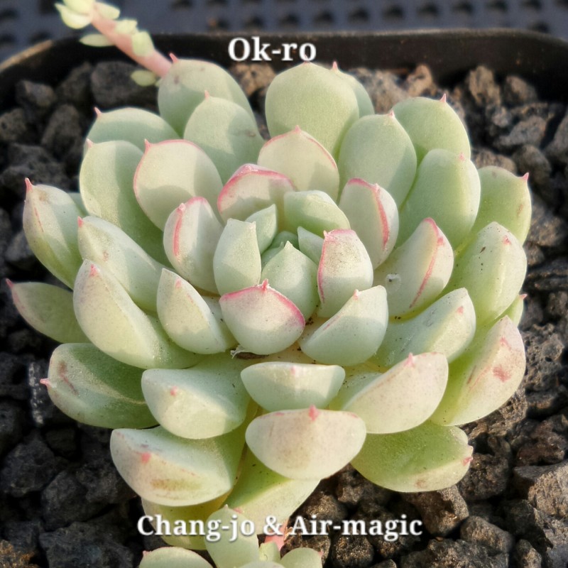 Echeveria 'Ok-ro' (玉露)