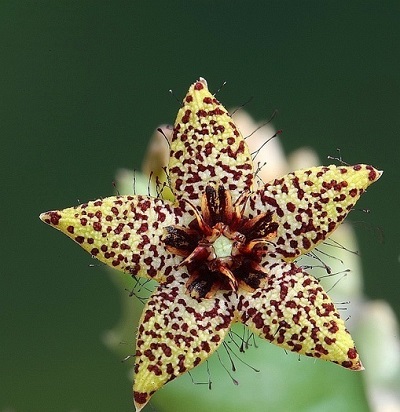 石斑豹皮花 Orbea knobelii 