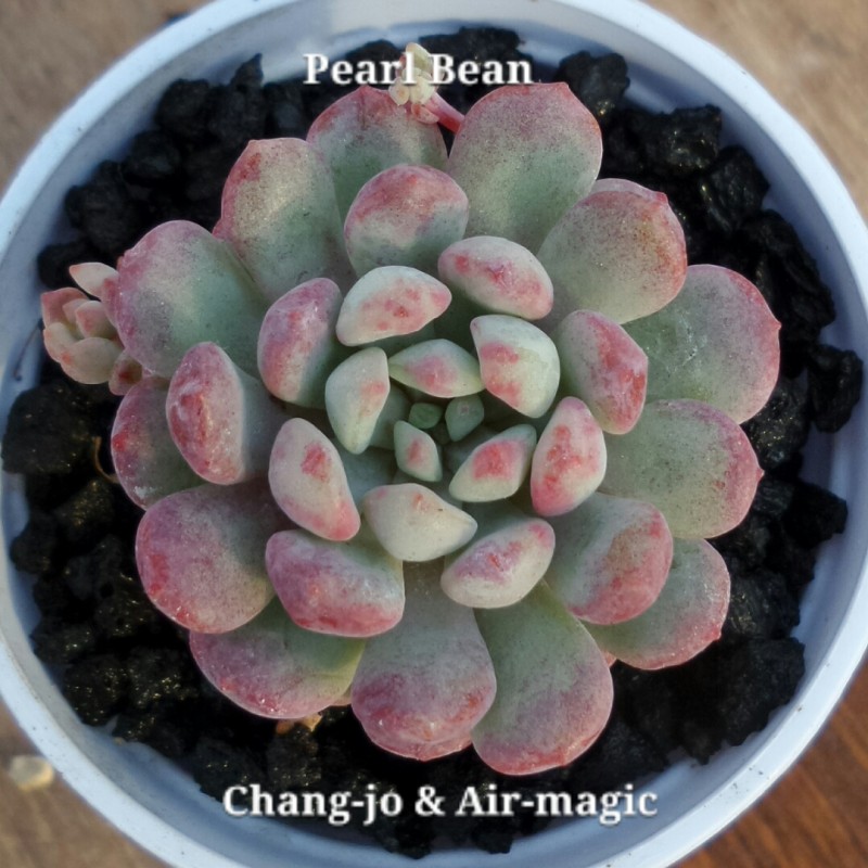 xGraptoveria 'Pearl Bean' 珍珠豆