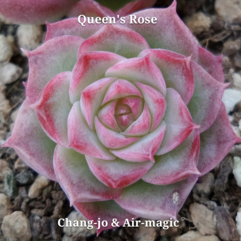 Echeveria 'Queen's Rose' 女王玫瑰