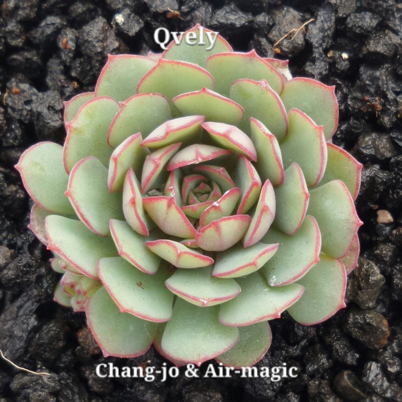 Echeveria 'Qvely'