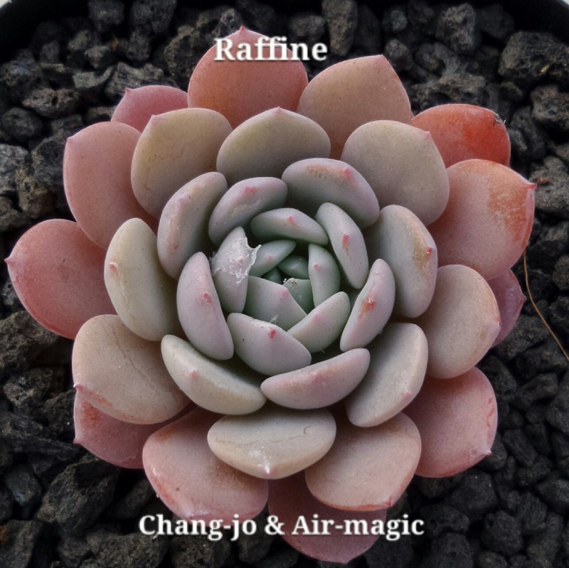 Echeveria 'Raffine'  雪风车