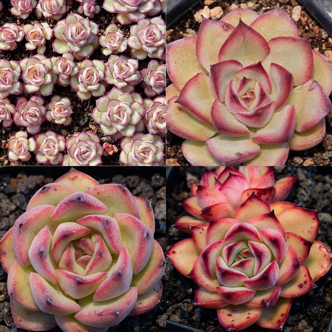 Echeveria 'Rosita' 