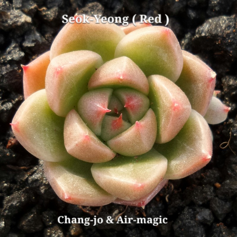 Echeveria 'Seok-Yeong' (Red)