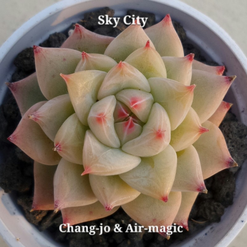 Echeveria 'Sky City'