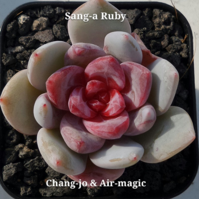  Echeveria 'Snow Ruby'