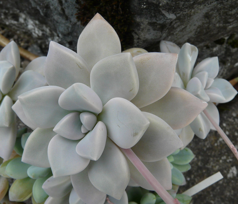 Graptopetalum 'Snow White'