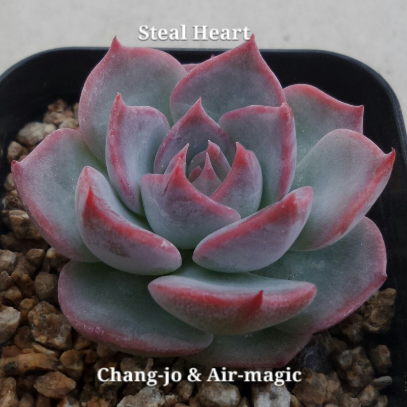 Echeveria 'Steal Heart' 偷心