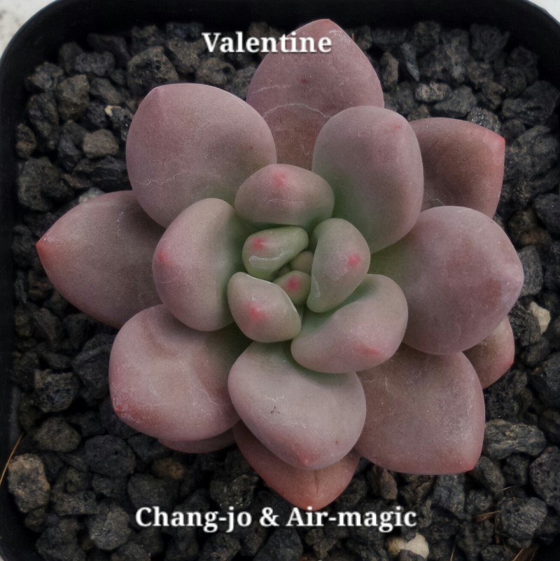 xPachyveria 'Valentine'  情人节