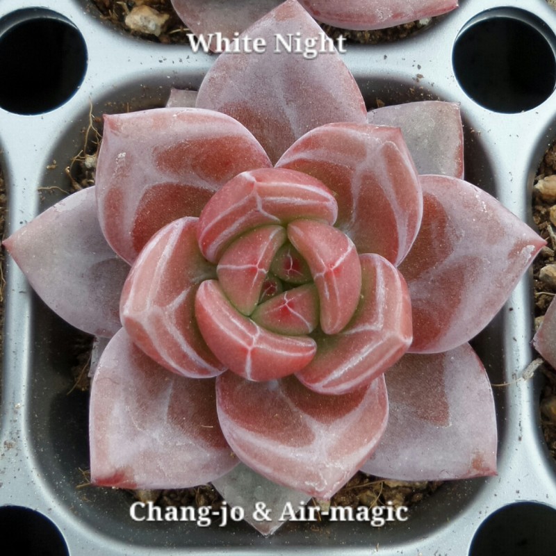 Echeveria 'White Night'  白夜香槟