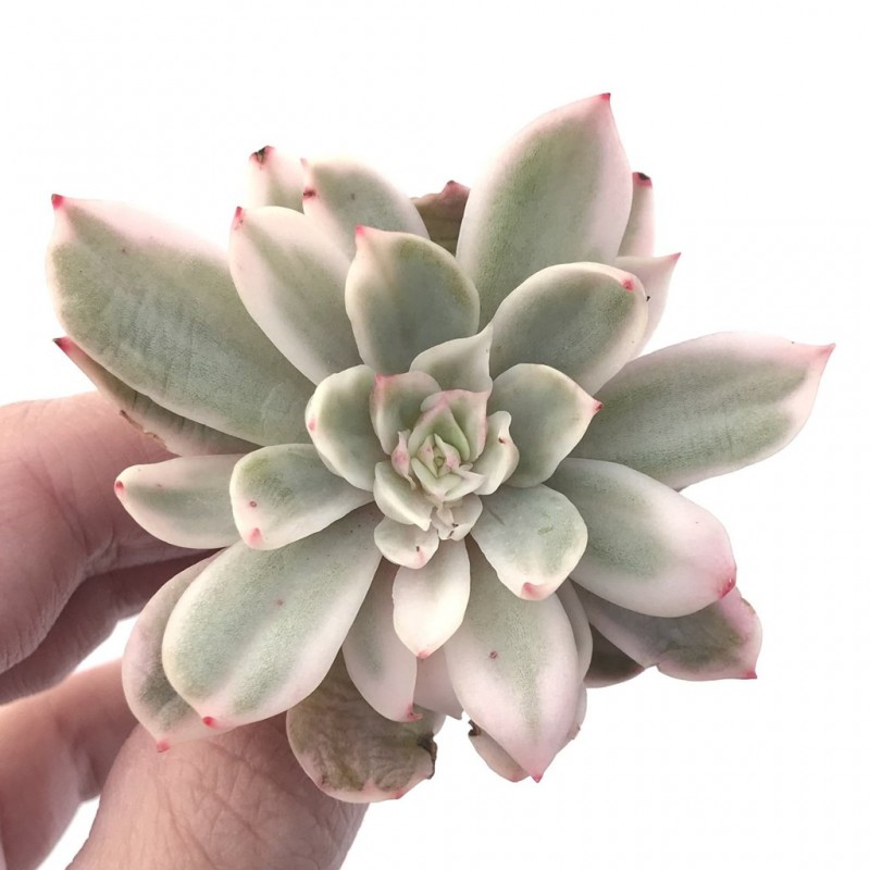 白雪公主 Echeveria 'White Snow' 锦化