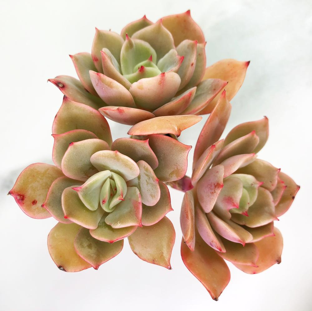 白雪公主 Echeveria 'White Snow'