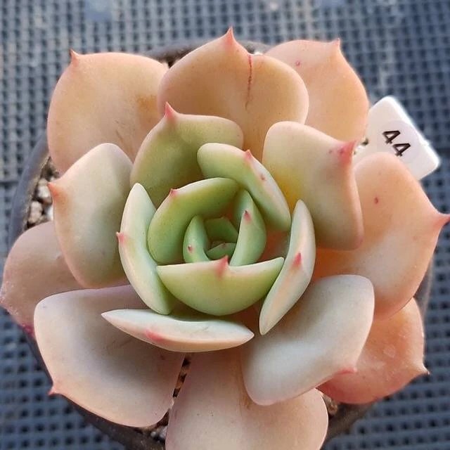 白雪公主 Echeveria 'White Snow'