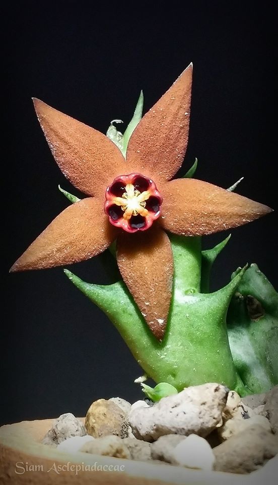 仙巢豹皮花 Orbea abayensis