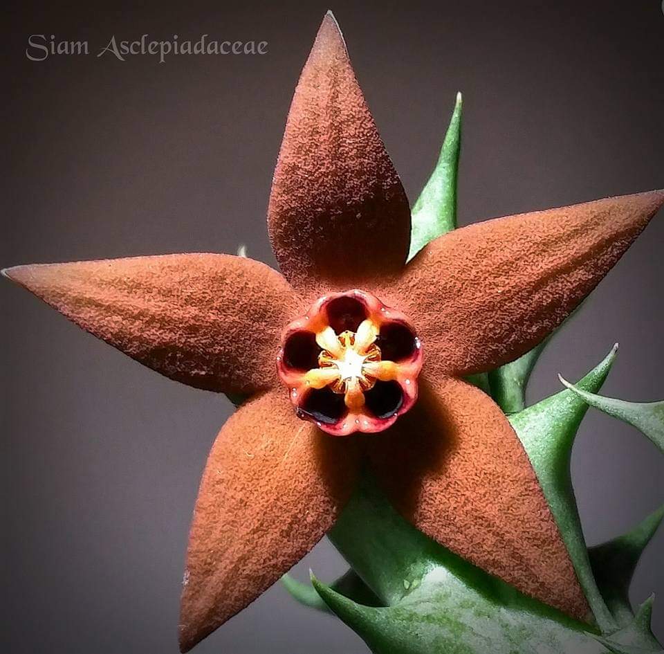 仙巢豹皮花 Orbea abayensis