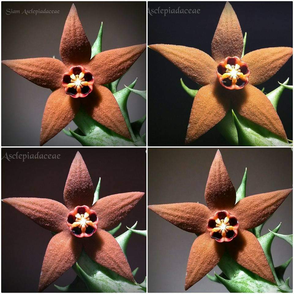仙巢豹皮花 Orbea abayensis