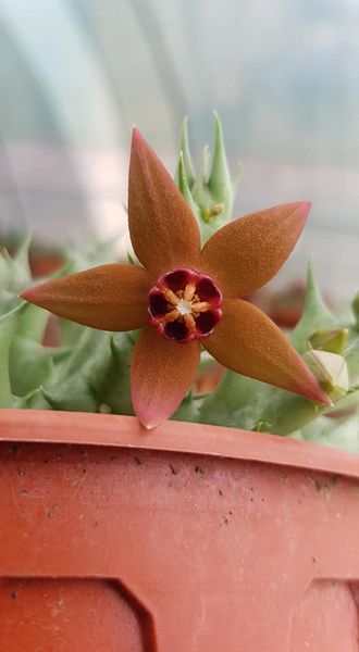 仙巢豹皮花 Orbea abayensis