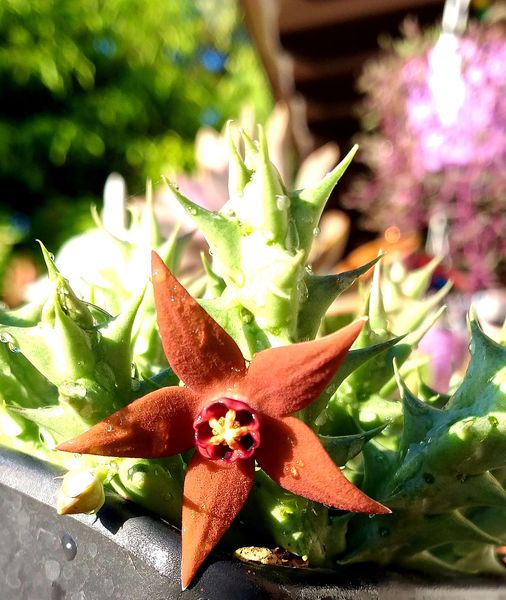 仙巢豹皮花 Orbea abayensis