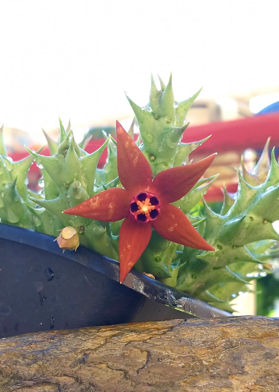 仙巢豹皮花 Orbea abayensis