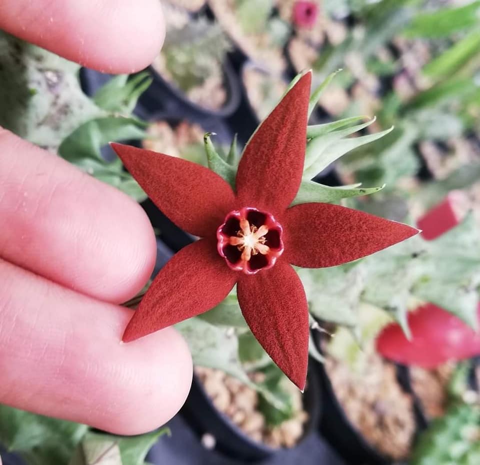 仙巢豹皮花 Orbea abayensis