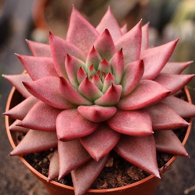 紫水晶 Echeveria Agavoides 'Amethyst'