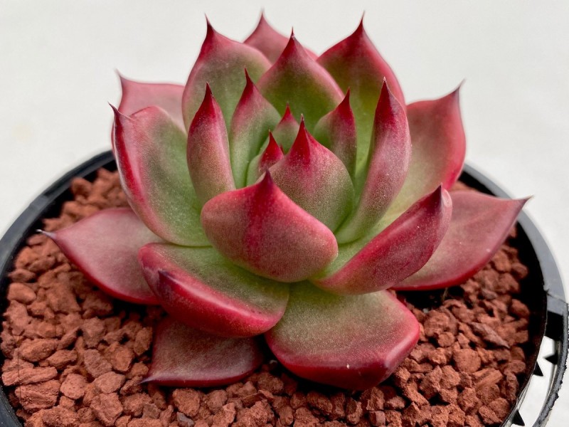 紫水晶 Echeveria Agavoides 'Amethyst'