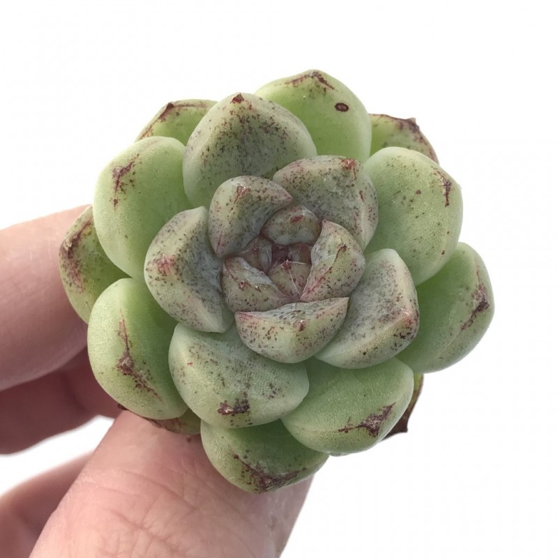 Echeveria 'Amethyst'