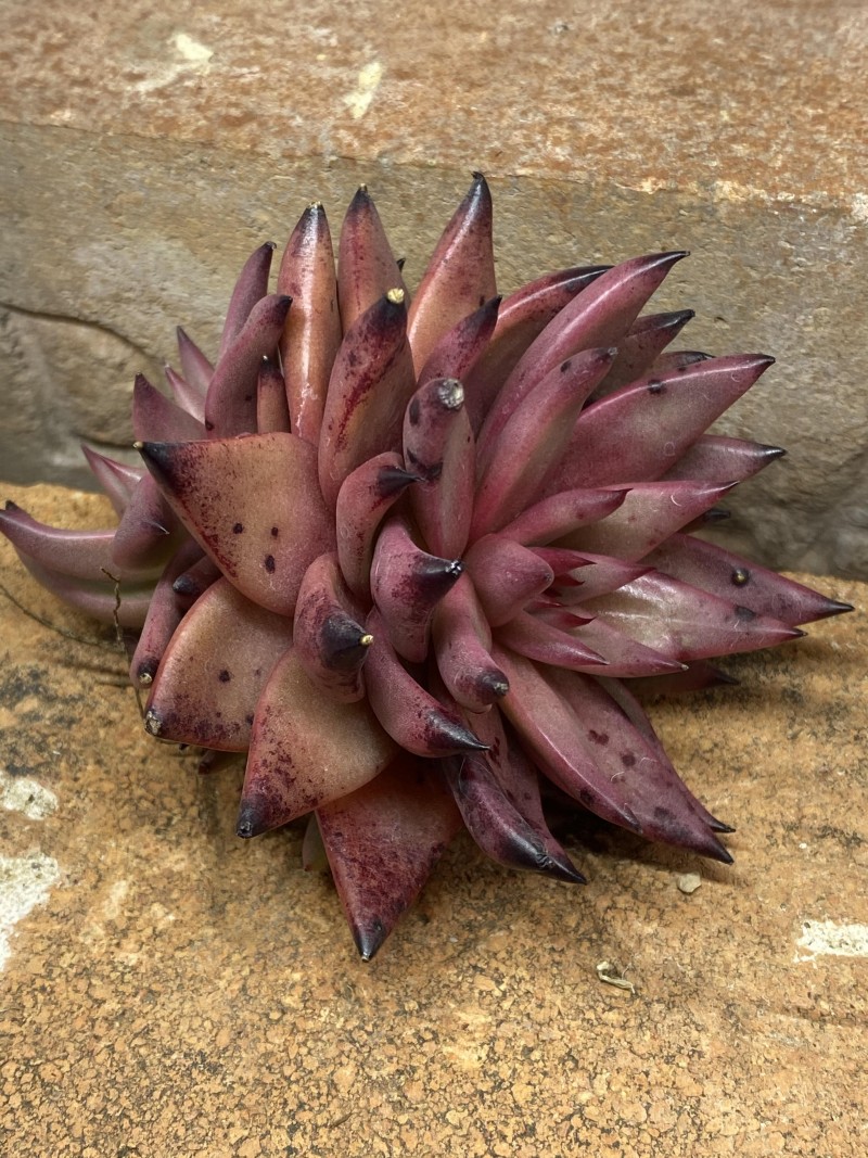 紫水晶 Echeveria Agavoides 'Amethyst'